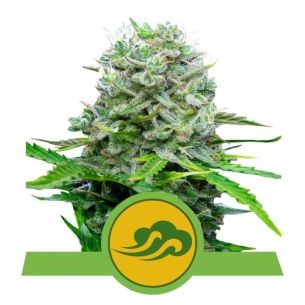 ROYAL BLUEMATIC AUTO X3-ROYAL QUEEN